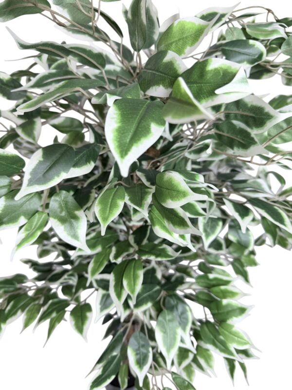 Ficus Clásico Variegado 150cm