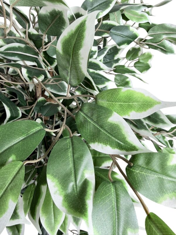 Ficus Clásico Variegado 150cm
