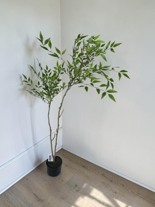 Nandina 120cm