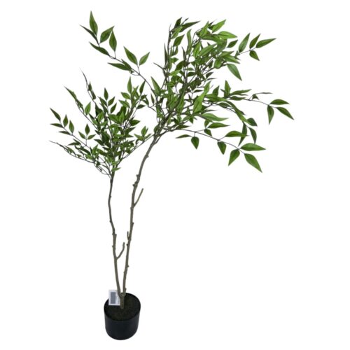 Nandina 120cm
