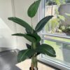 Strelitzia 150cm Con Filtro UV