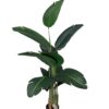 Strelitzia 150cm Con Filtro UV