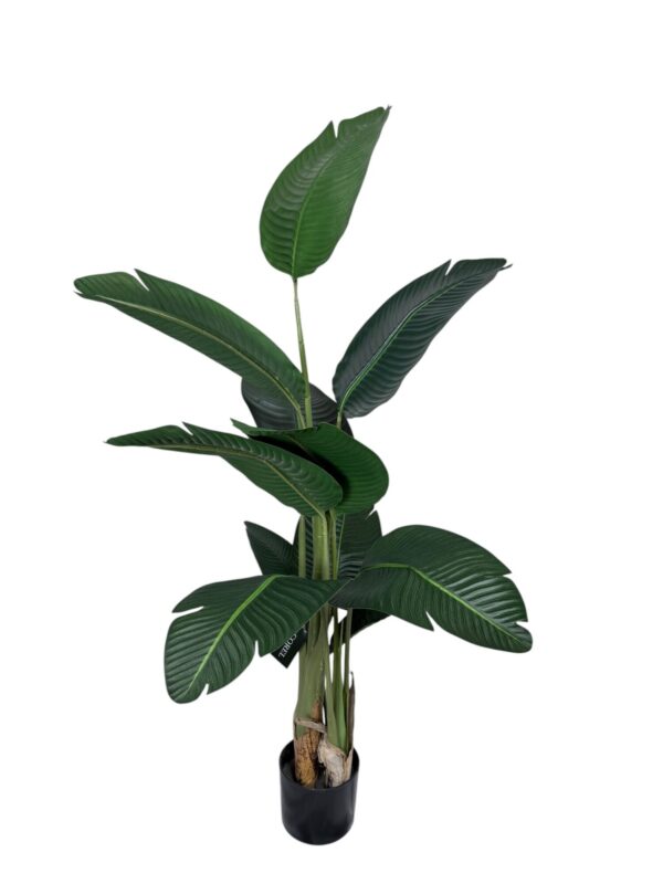 Strelitzia 150cm Con Filtro UV