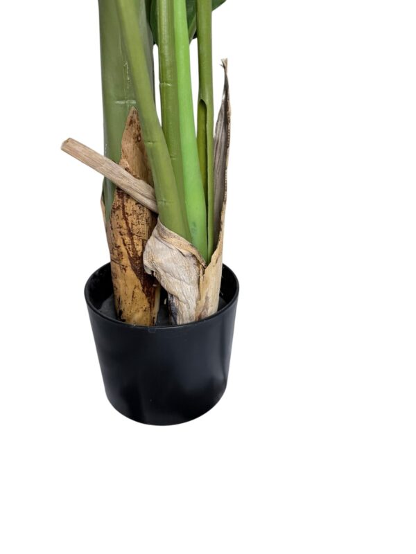 Strelitzia 150cm Con Filtro UV