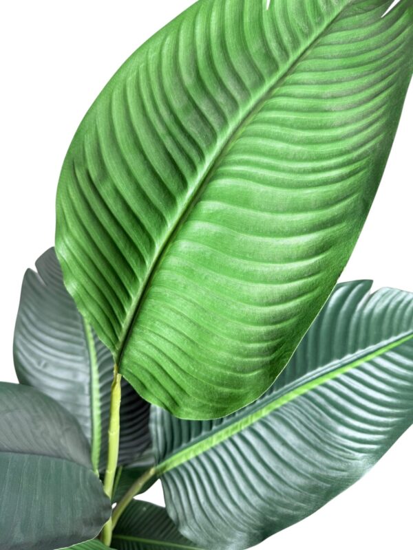 Strelitzia 150cm Con Filtro UV